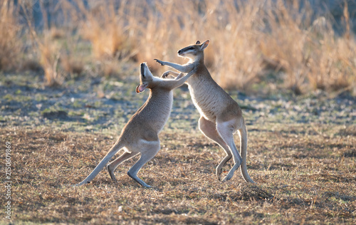 Agile wallabies fightingi n outback Queensland.