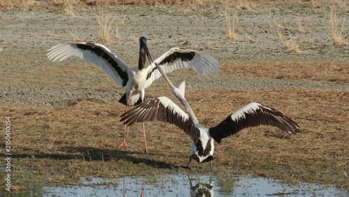 Jabiru stork fighting with a pelican on a remote lagoon in north Qeensland,Australia.