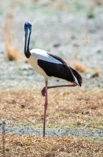 A Jabiru stork in far north Queensland.