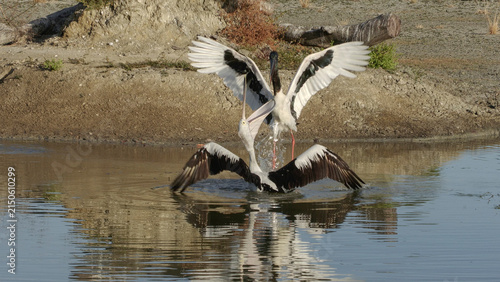 Jabiru stork fighting with a pelican on a remote lagoon in north Qeensland,Australia.