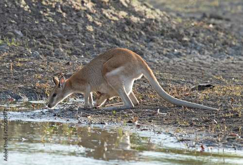 wallaby with joey drinking at a waterhole in outback Queensland.