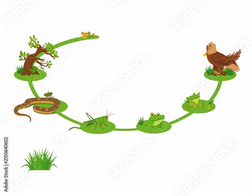 vector illustration of Food chain in a rice field ecosystem