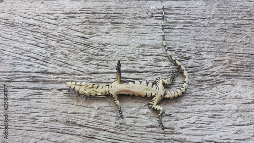 Fotografía Small Juvenile Lizard Resting on a Textured Gray Wooden Surface in a Natural Env
