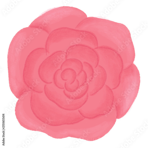 Pink rose isolated on White 
