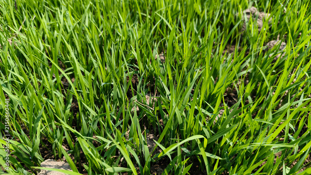 Fototapeta premium Young Green Wheat Sprouting from the Soil