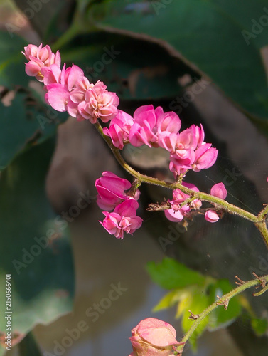 Cuadro en lienzo Beautiful pink coral vine flowers or Antigonon leptopus blooming on a branch wit