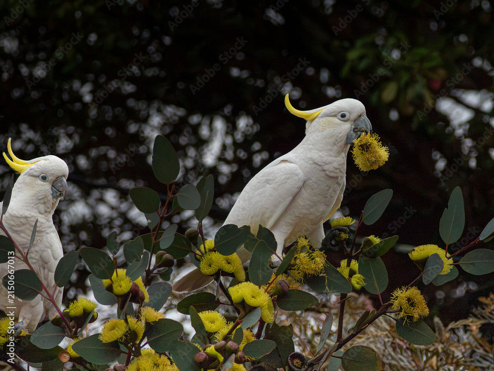 Fototapeta premium A Sulphar Crested Cockatoo with a yellow Eucalyptus pressiana flower in its beak whilst another Cockatoo looks on. 