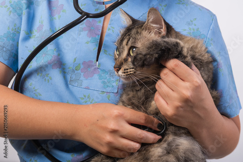 Veterinarian Examining Tabby Cat With Stethoscope Against White Background