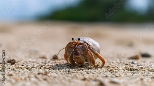 A hermit crab walks across fine sand on a beach under soft natural light with blurred greenery in background