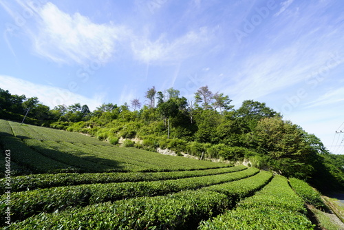 奈良県山添村　青空に広がる茶畑