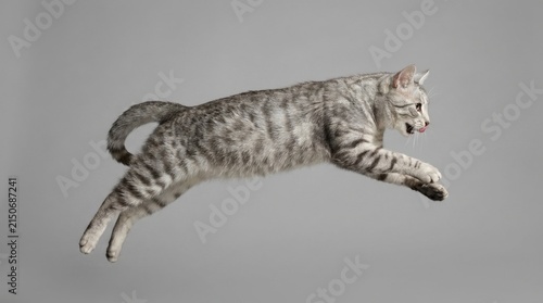 Egyptian Mau Cat Leaping Mid-Air Against a Neutral Background.