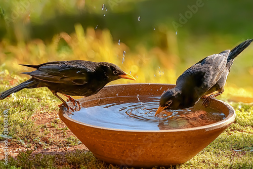 Zwei Amseln trinken Wasser aus einem gefüllten Wassertrog