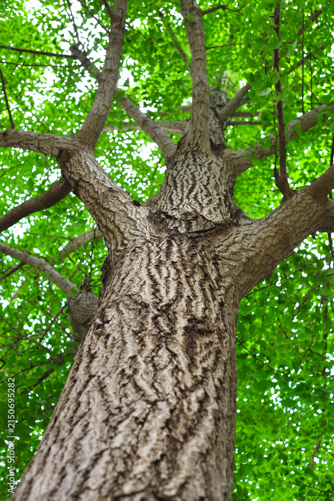 Fototapeta premium Looking up at branches of big tree.