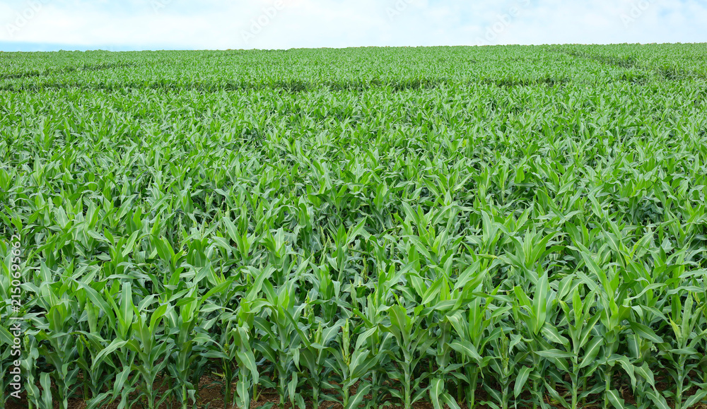 Fototapeta premium Young sorghum crop in a farm field.