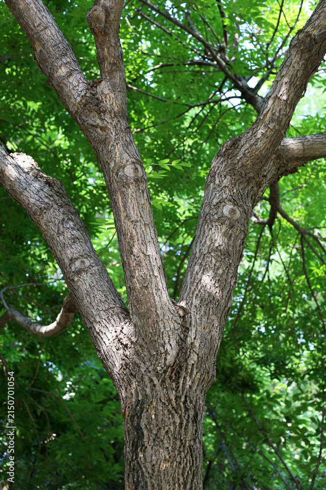 Fototapeta premium Tree trunk with green leaves