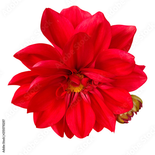 Принти на полотні Deep red dahlia flower head isolated with blooming