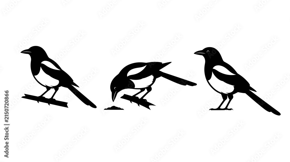 Obraz premium Set of Three Magpie Bird Silhouettes Isolated on White Background for Wildlife and Nature Design