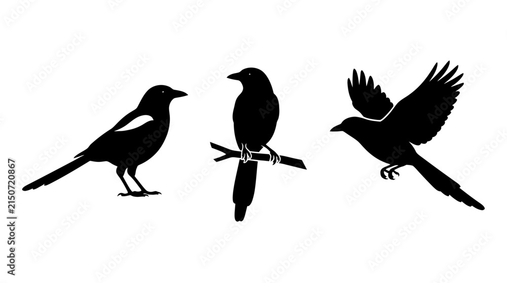 Obraz premium Collection of three magpie silhouettes featuring perched, standing, and flying birds on white background