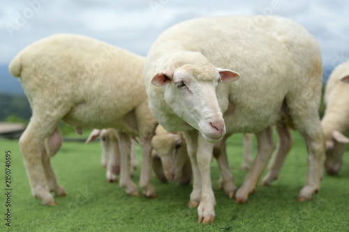 Bild auf Leinwand A close-up of white sheep standing on green grass in a pastoral outdoor setting