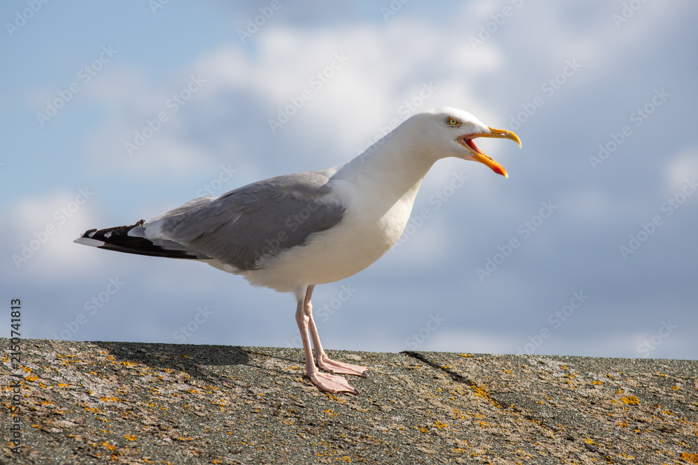 Fototapeta premium Seagull standing on concrete roof surface calling with open beak sky background
