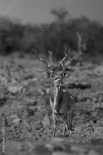 Photography Majestic Greater Kudu Male Standing in Rocky Desert Field (Black and White)