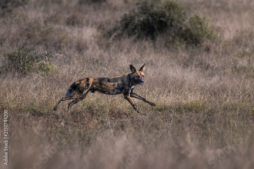 Photography African Wild Dog Sprinting through Dry Grass Savanna