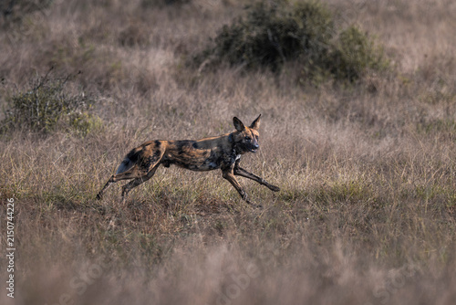 Canvas Print African Wild Dog Sprinting in Savanna Grassland