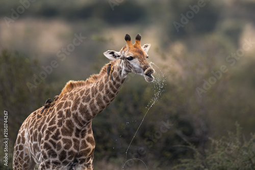 Photography Close-up of Giraffe Drinking Water and Spraying Splashes