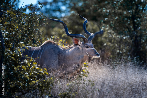 Fotografía Greater Kudu Male Standing behind Bushes in Savanna