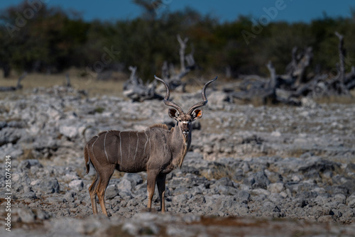 Canvastavla Greater Kudu Male Standing in Rocky Desert Landscape