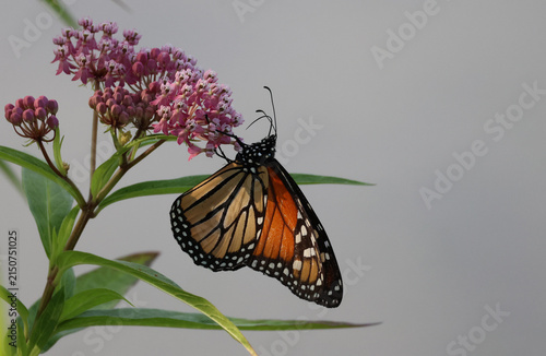 Cuadro en lienzo Monarch Butterfly Drinking Nectar From Blooming Swamp Milkweed