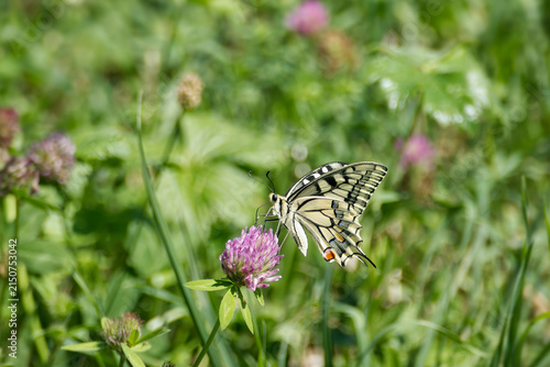 Old World Swallowtail or common yellow swallowtail (Papilio machaon) sitting on pink flower in Zurich, Switzerland