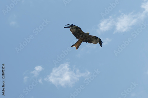 Red kite (Milvus milvus) in flight in Rougemont, Switzerland