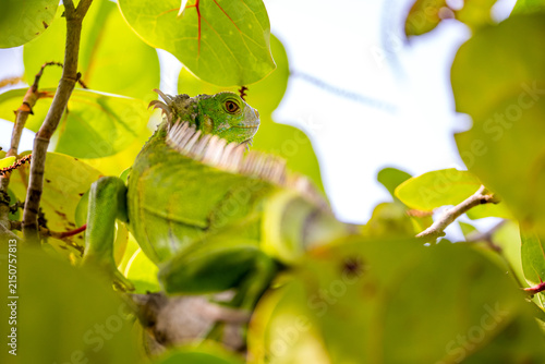 Green Iguana Resting on a Tree in a Florida Park