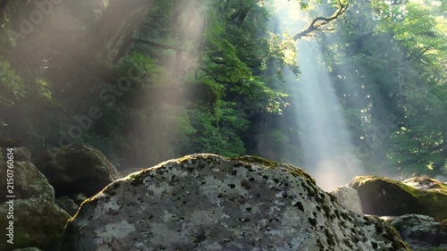 夏の菊池渓谷