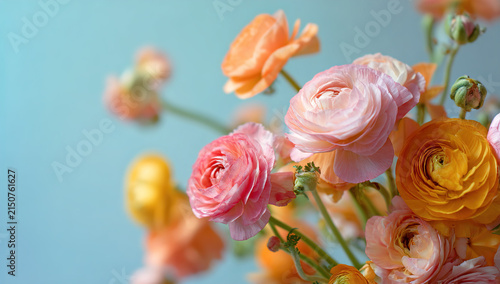 Watercolor floral set showcasing delicate pink and purple spring poppies and ranunculus flowers, ideal for botanical designs, celebrating nature's bloom and fresh garden beauty