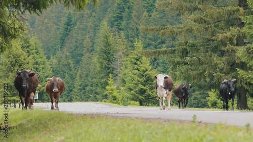 Cows Walking Along a Mountain Road in the Carpathians