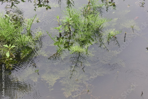 Photography Green plants float gently in murky water