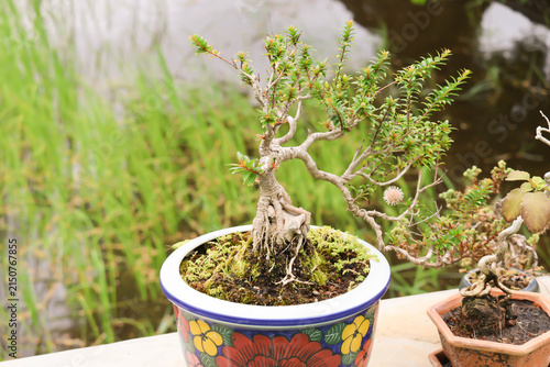 Miniature bonsai tree with exposed roots in a colorful ceramic pot against a blurry green nature background.