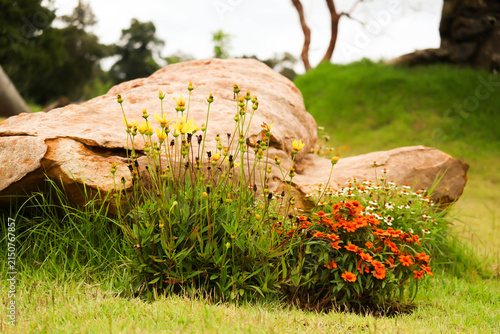 Colorful yellow and orange wildflowers growing near a large natural rock in a green lawn garden.