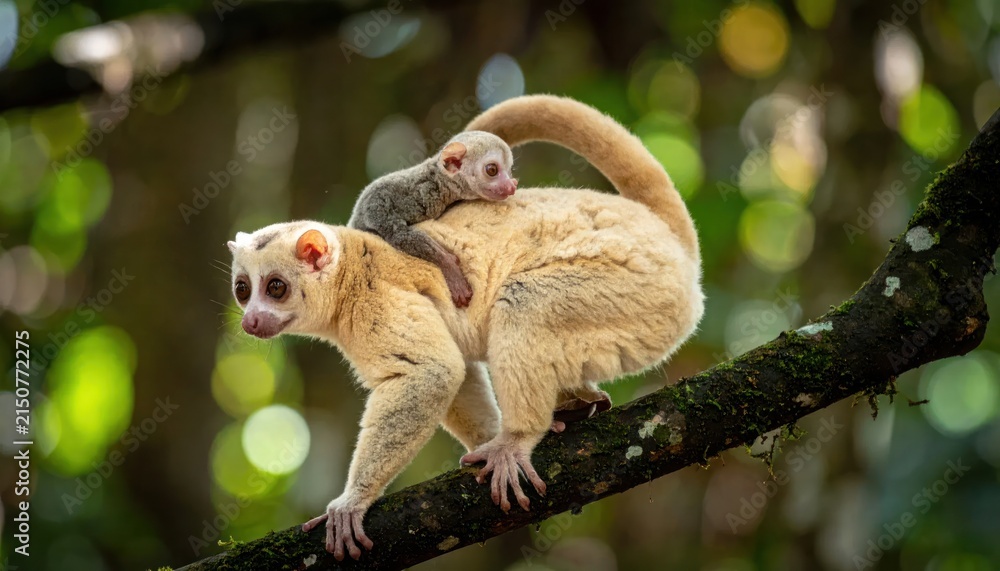 Naklejka premium Lemur mother carrying baby on forest tree branch.