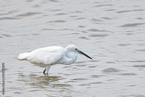 Bild auf Leinwand A white egret is foraging for food after the tide receded, revealing the mud