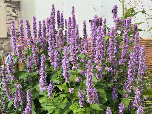 Anise hyssop or Agastache foeniculum with tall purple flower spikes and green foliage