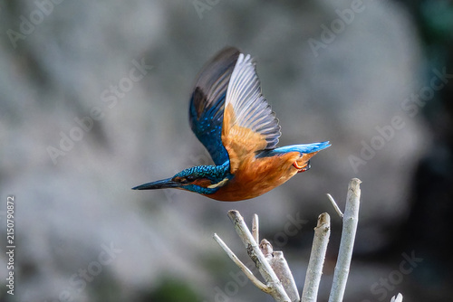 Foto Martin Pêcheur