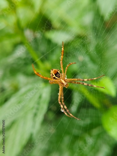 spider on a web