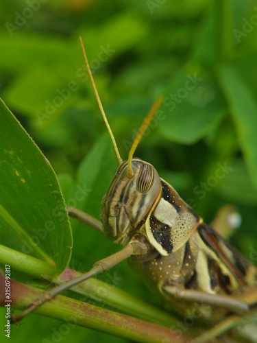 Cuadro en lienzo green grasshopper on a leaf