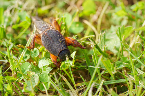 Horizontal Close Up of a Brown Mole Cricket Crawling in Green Grass