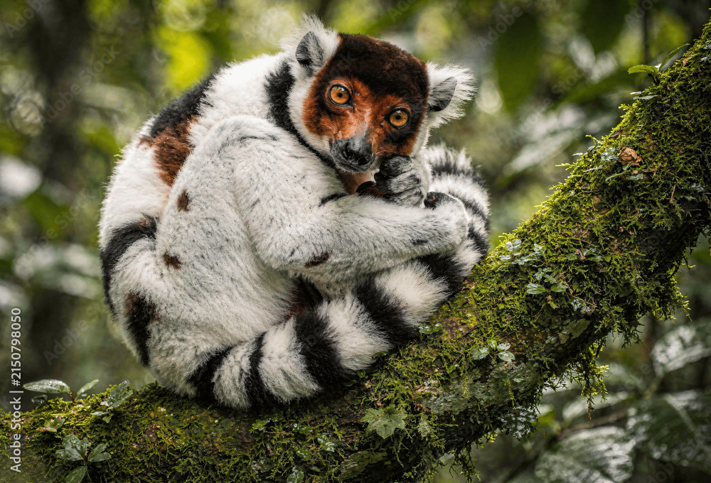 Fototapeta premium Black-and-White Ruffed Lemur Close-Up in Madagascar Rainforest