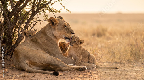 Lioness resting with her cubs under a tree in the savannah  