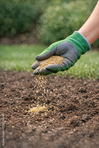 Hand planting seeds into dirt soil, gardening work gloves, agriculture manual labor, spring season, farming activity